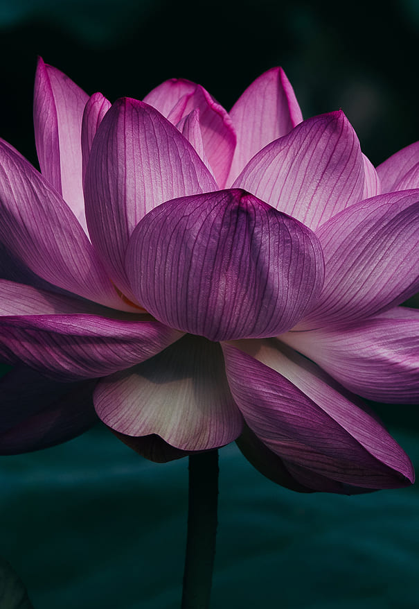 cambridge clear beauty staff tariq mr ahmad 1 jpg 1 (4) (1)